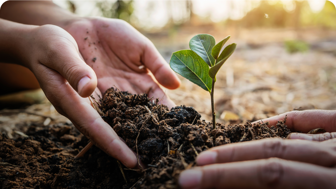 hands-closeup-pushing-soil-towards-a-seedling.png