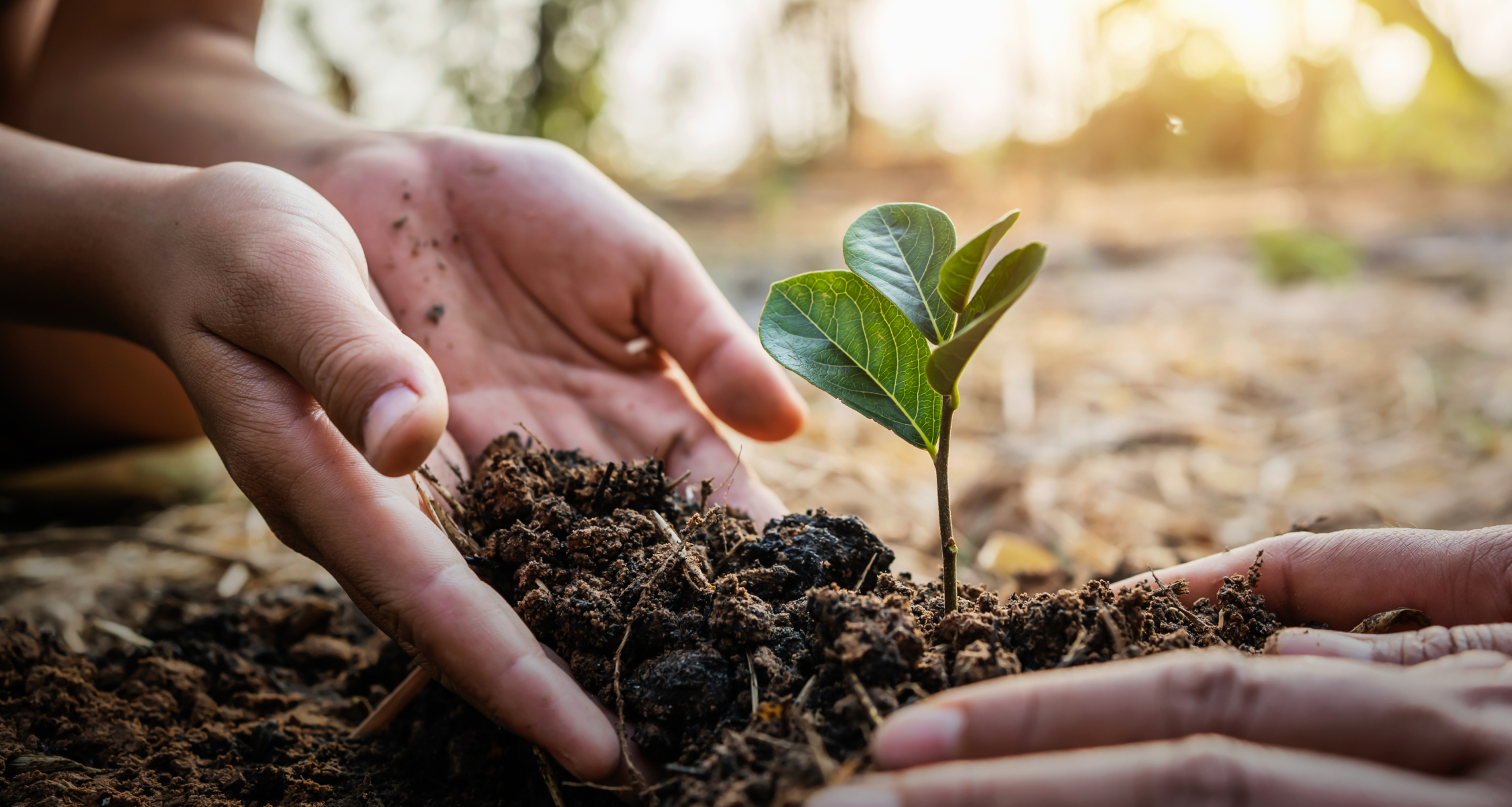 Two people tending to plants 