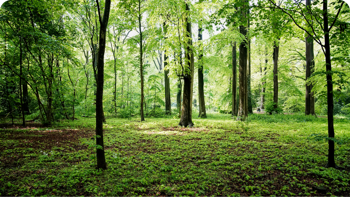 A green forest 